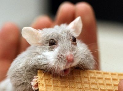 surprised-mouse.jpg